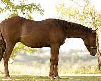 barrel-racing-quarter-horse