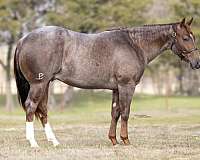 athletic-quarter-horse