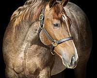 breeding-quarter-horse