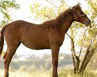 athletic-quarter-horse