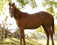 barrel-racing-quarter-horse