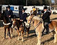 all-arounder-draft-horse