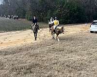 fella-haflinger-horse