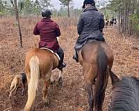 field-haflinger-horse