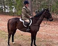 hilltopper-thoroughbred-horse