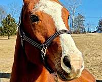 quarter-horse-gelding