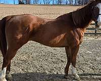 quarter-horse-for-sale