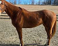 quarter-horse