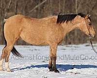 buckskin-dapples-horse