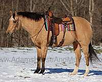 buckskin-socks-horse