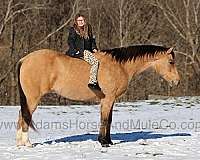 buckskin-star-horse