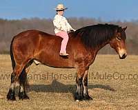 percheron-quarter-horse