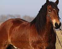 bay-quarter-horse