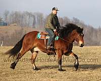 harness-quarter-horse