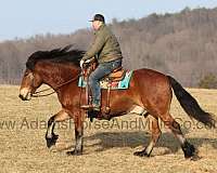 ranch-quarter-horse