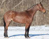 ranch-quarter-horse