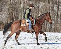 roan-quarter-horse