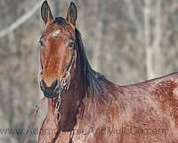 trails-quarter-horse