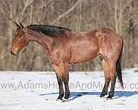 all-around-quarter-horse