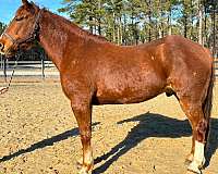 arena-draft-horse