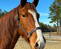 fella-draft-horse