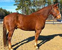 tank-draft-horse