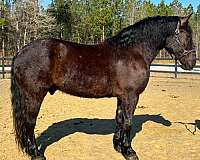 circles-percheron-horse