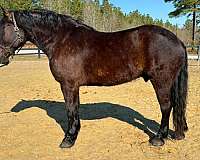 collected-percheron-horse