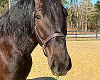 confident-percheron-horse