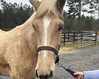 broke-well-draft-horse