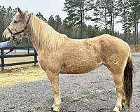 haflinger-draft-horse