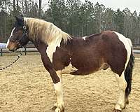 collects-draft-horse