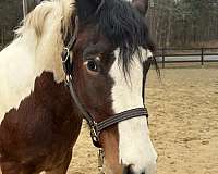 great-on-the-trails-draft-horse