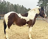 head-draft-horse