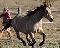 all-around-quarter-horse