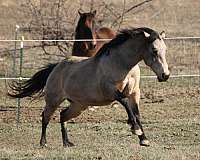 athletic-quarter-horse