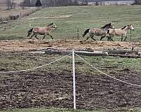 cross-unborn-foal-foal