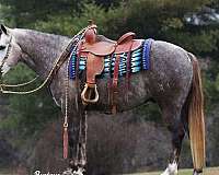 dappled-quarter-horse