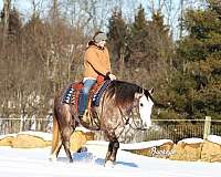 harness-quarter-horse