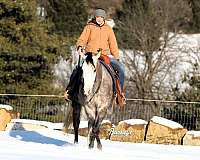 husband-safe-quarter-horse