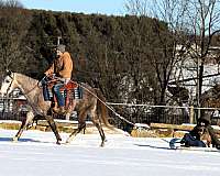 lesson-quarter-horse