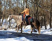 mounted-patrol-quarter-horse