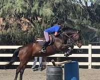 appendix-gelding