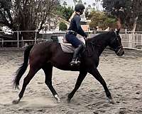 appendix-horse-for-sale