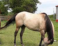 grey-roan-started-under-saddle-horse