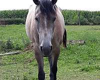 grey-roan-mare