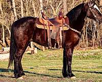 all-around-morgan-horse