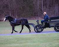 athletic-morgan-horse