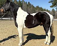 back-quarter-horse