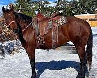 beginner-quarter-horse